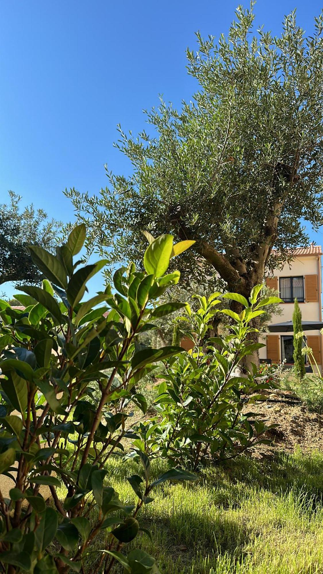 Residence Catalina Saint-Florent  Eksteriør billede